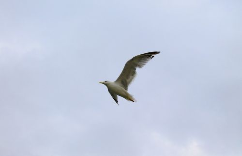 seagull flight wings