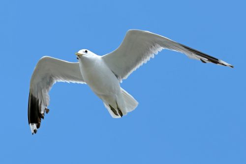 seagull sea holiday