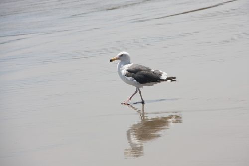 seagull beach wet sand