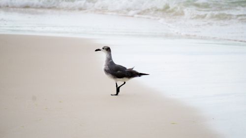 seagull animal wild