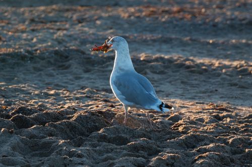 seagull crab wave