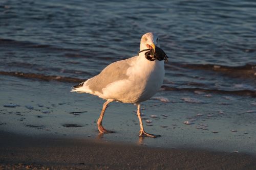seagull crab wave