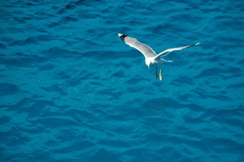 seagull bird sea