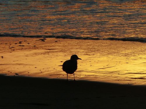 seagull backlight beach