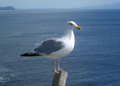 seagull bird sea