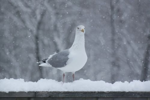 seagull snowing railing