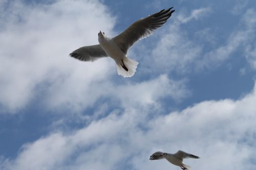 seagull bird sky