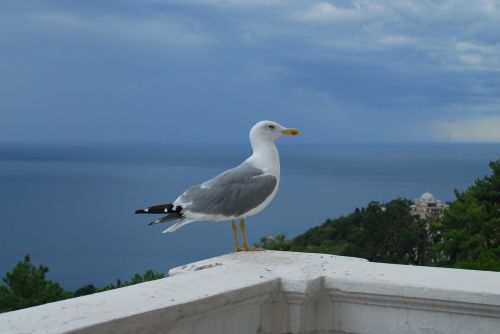 seagull bird sea