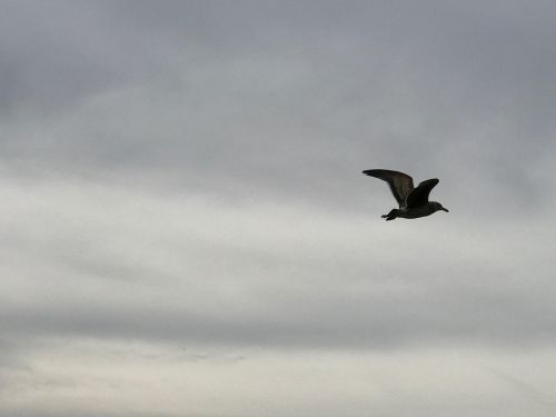 seagull flying bird cloudy sky