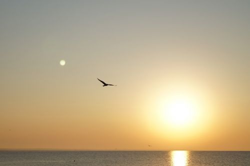 seagull sun sea