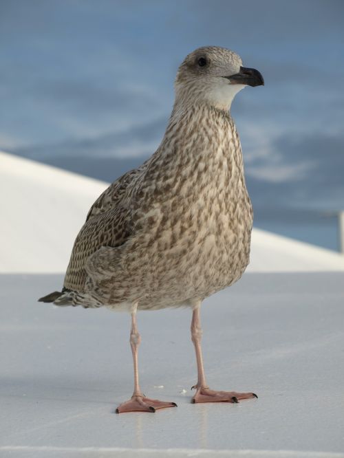 seagull bird sky