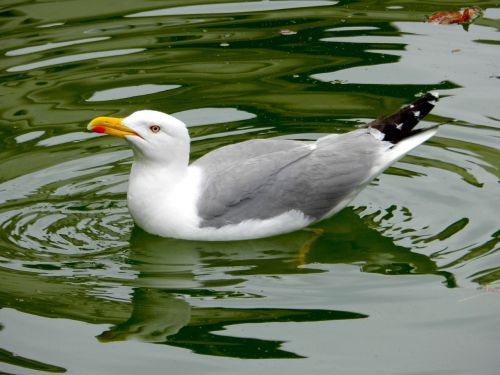 seagull bird ave