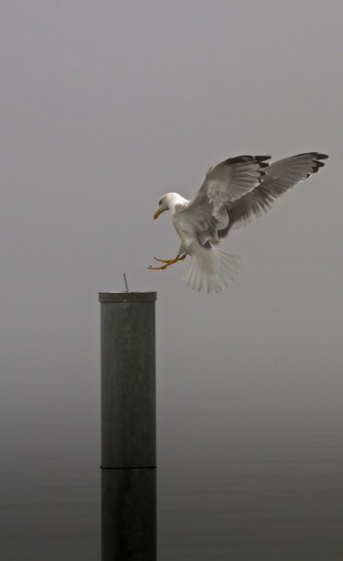 seagull gull landing