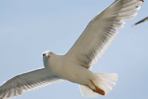 seagull fly sun