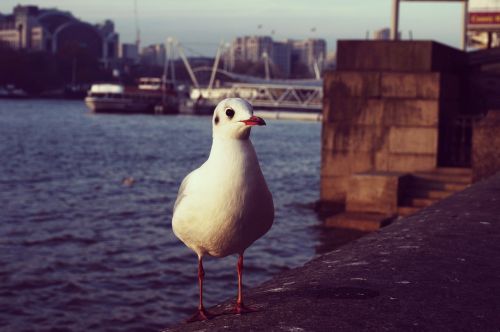 seagull gull bird