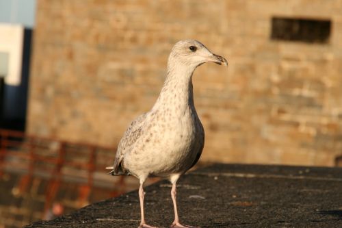 seagull bird feathers