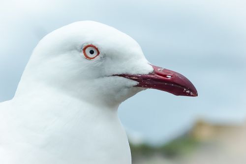 seagull seabird bird