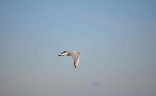 seagull bird beak