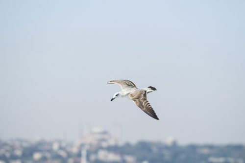 seagull fly bird