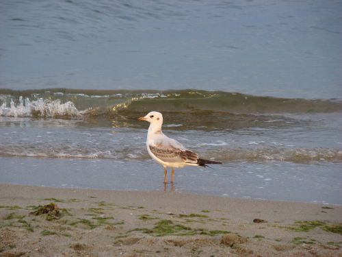 seagull sea bird