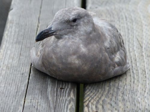 seagull bird wildlife