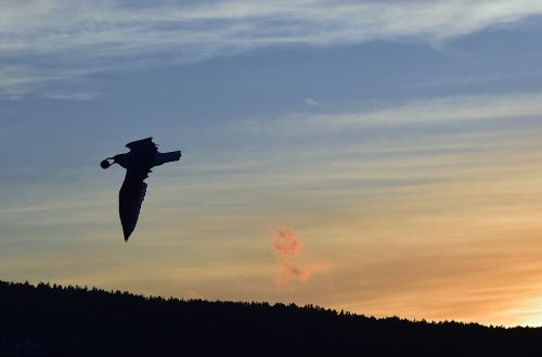seagull sunset silhouette