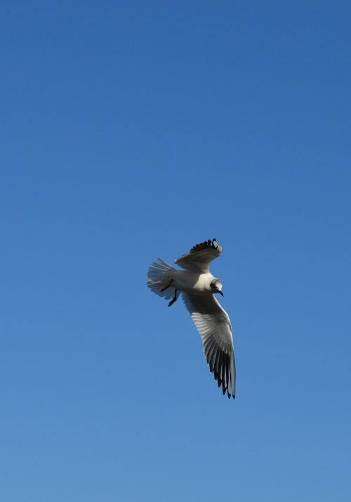 seagull birds fly