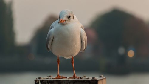 seagull hamburg wildlife photography