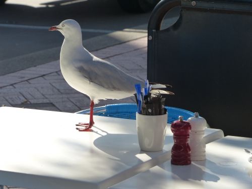 seagull dining seagull gull