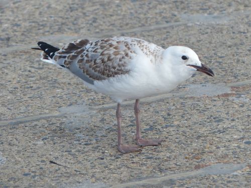 seagull young silver gull sea-bird