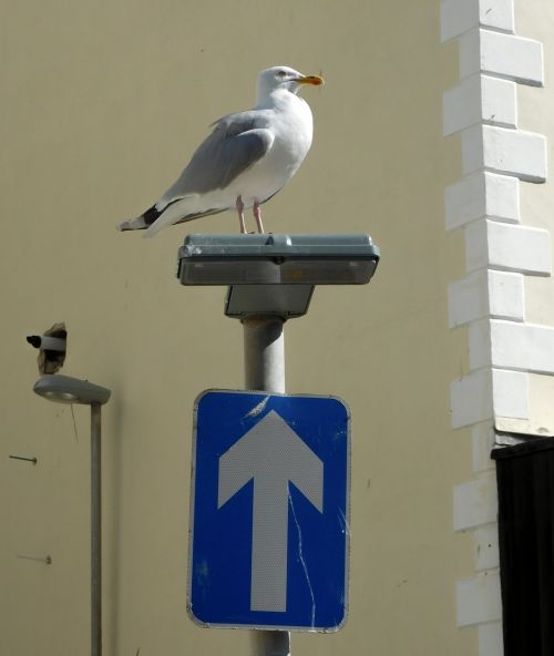 seagull road sign one-way road