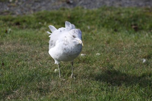 seagull grass standing