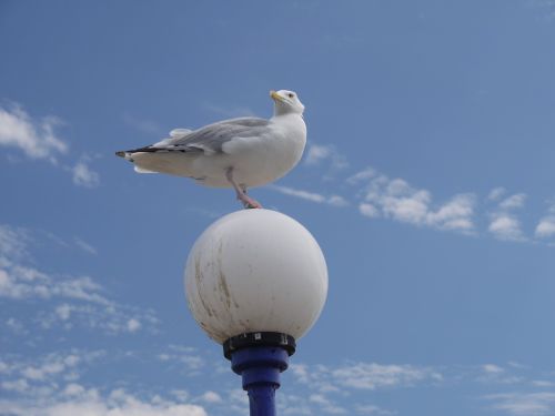 seagull sky gull