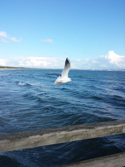 seagull fly water bird