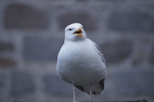 seagull bird gull