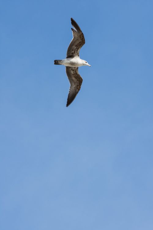 seagull sky bird