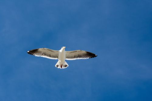 seagull sky bird