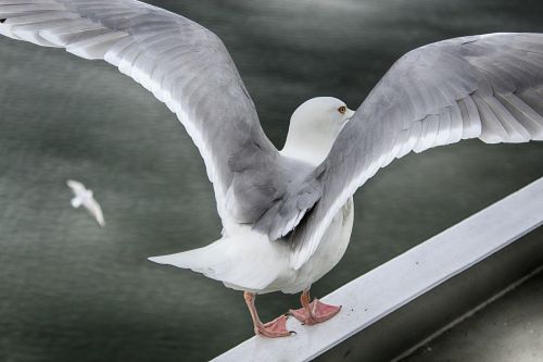 seagull sea seevogel