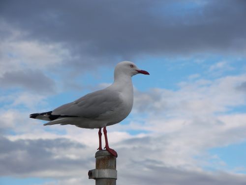 seagull bird sky