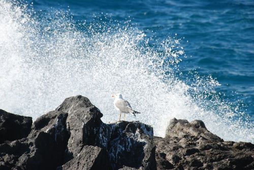 seagull surf surf wave