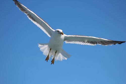 seagull flying flight