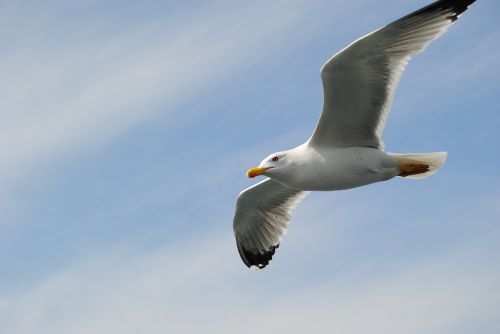 seagull fly sky