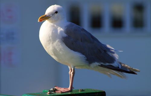 seagull bird gull