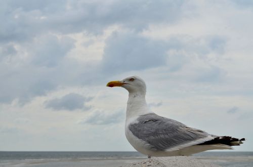 seagull gulls close