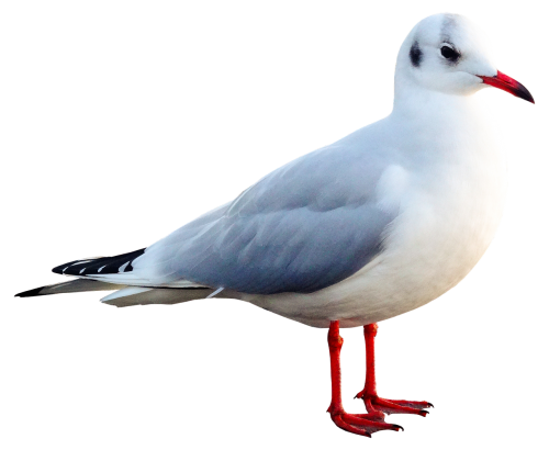 seagull bird animal