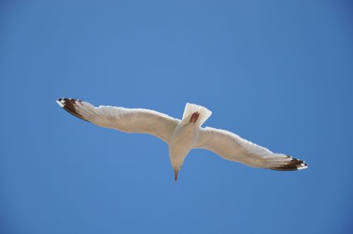 seagull blue sky bird