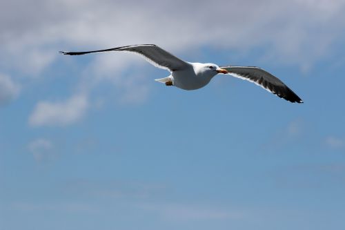 seagull west frisian air