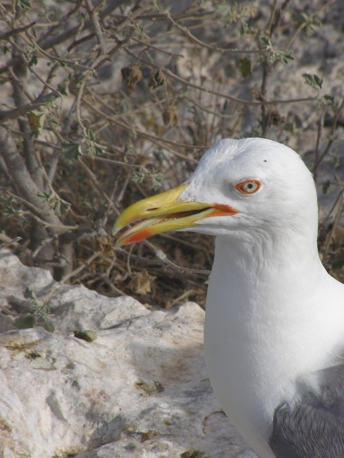 seagull cormorant animals