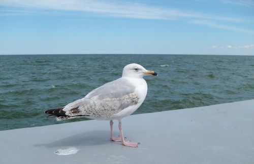 seagull the baltic sea the coast