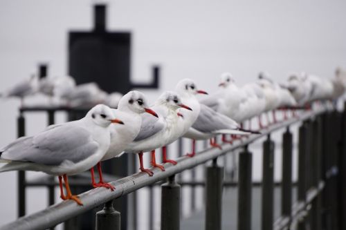 seagull bird baltic sea